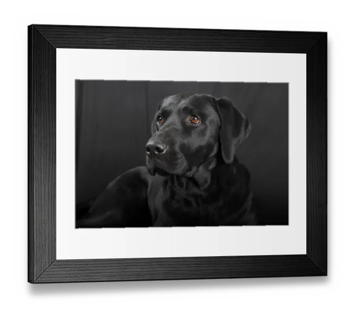Framed Print : Black Labrador Retriever dog, male, Germany Framed Print : Black Labrador Retriever dog, male, Germany