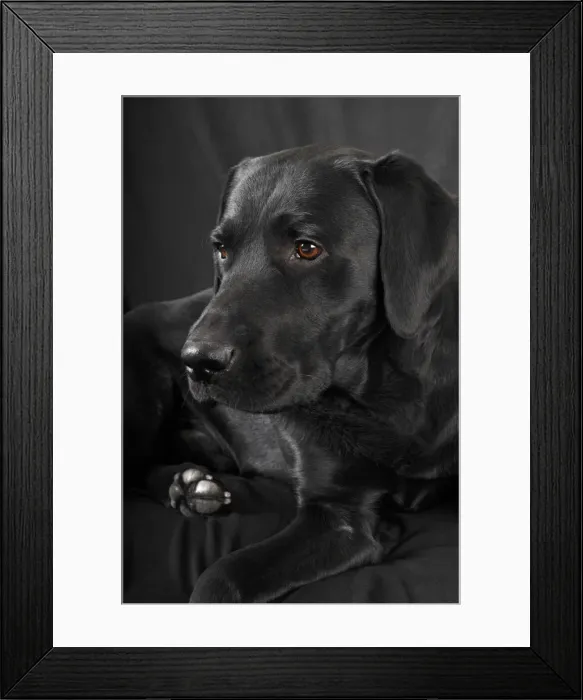 Framed Print : Black Labrador Retriever dog, male, Germany Framed Print : Black Labrador Retriever dog, male, Germany