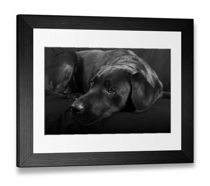 Framed Print : Black Labrador Retriever dog, male, Germany Framed Print : Black Labrador Retriever dog, male, Germany