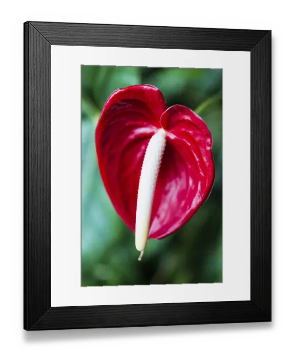Framed Print : Red Flamingo Flower -Anthurium paradiso- Framed Print : Red Flamingo Flower -Anthurium paradiso-