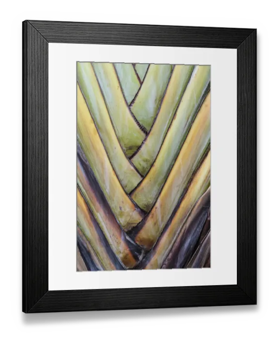 Framed Print : Base of a Travellers Palm -Ravenala madagascariensis-, rare type of a fan palm, detail view Framed Print : Base of a Travellers Palm -Ravenala madagascariensis-, rare type of a fan palm, detail view
