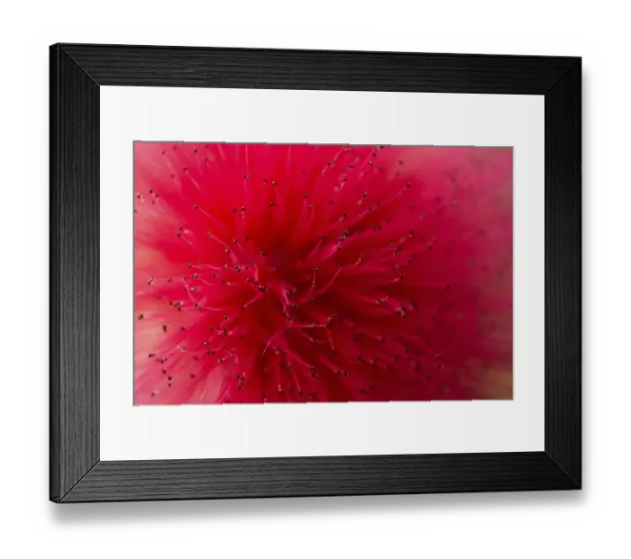 Framed Print : Powderpuff -Calliandra haematocephala-, flower Framed Print : Powderpuff -Calliandra haematocephala-, flower