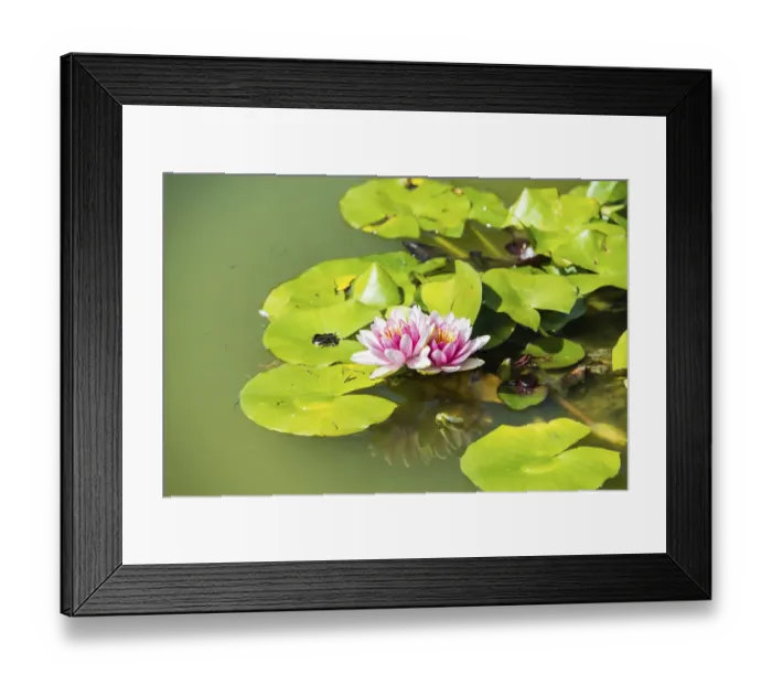 Framed Print : Pink and white Water Lily -Nymphaea spp. - in a pond Framed Print : Pink and white Water Lily -Nymphaea spp. - in a pond