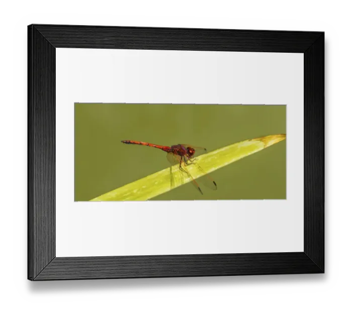 Framed Print : Red-veined Darter -Sympetrum fonscolombii- on leaf Framed Print : Red-veined Darter -Sympetrum fonscolombii- on leaf