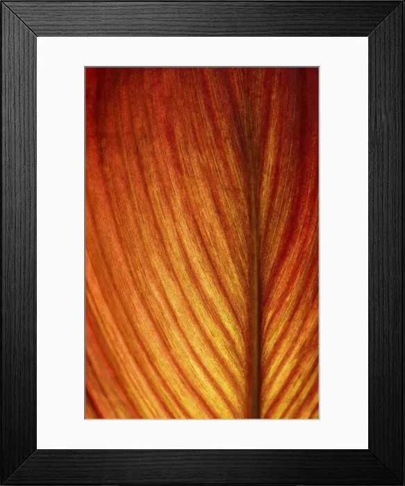 Framed Print : Red-orange coloured leaf in backlight, leaf structure, detail Framed Print : Red-orange coloured leaf in backlight, leaf structure, detail