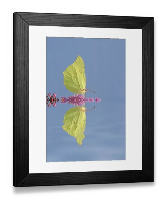 Framed Print : Brimstone -Gonepteryx rhamni-, male, with reflection, Tangstedt, Schleswig-Holstein, Germany Framed Print : Brimstone -Gonepteryx rhamni-, male, with reflection, Tangstedt, Schleswig-Holstein, Germany