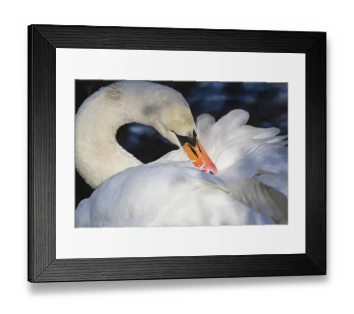 Framed Print : Mute Swan -Cygnus olor-, North Hesse, Hesse, Germany Framed Print : Mute Swan -Cygnus olor-, North Hesse, Hesse, Germany