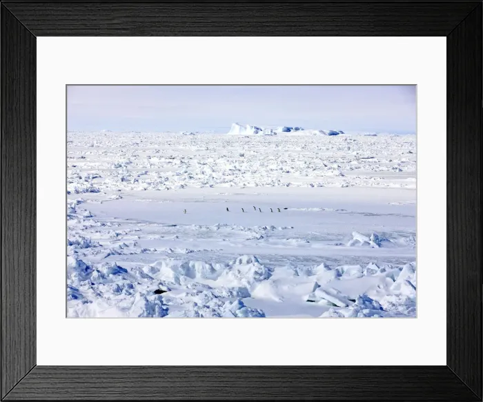 Framed Print : Pack ice, penguins, Weddell Sea, Antarctica