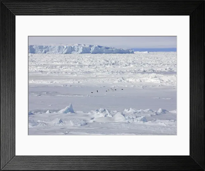 Framed Print : Pack ice, penguins, Weddell Sea, Antarctica Framed Print : Pack ice, penguins, Weddell Sea, Antarctica