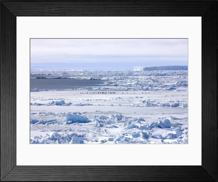 Framed Print : Pack ice, penguins, Weddell Sea, Antarctica Framed Print : Pack ice, penguins, Weddell Sea, Antarctica