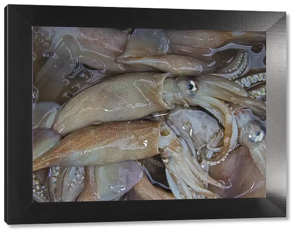 Cuttlefish, squid -calamari, cuttlefish, Polpi, calamares-, Chiang Mai, Northern Thailand, Thailand
