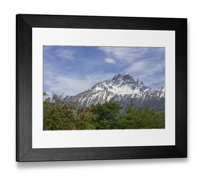 Framed Print : Cerro Castillo mountain range and Chilean fire bush, also Notro or ciruelillo -Embothrium coccineum-, Villa Cerro Castillo, Aysen, Chile Framed Print : Cerro Castillo mountain range and Chilean fire bush, also Notro or ciruelillo -Embothrium coccineum-, Villa Cerro Castillo, Aysen, Chile