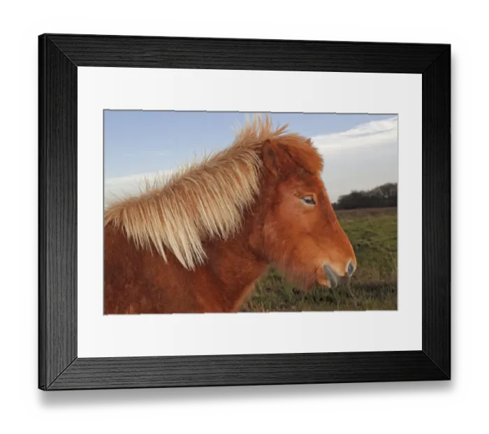 Framed Print : Iceland Horse, portrait, Germany Framed Print : Iceland Horse, portrait, Germany