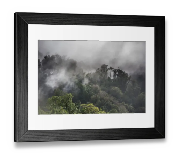 Framed Print : Temperate rain forest and fog, Cisnes, Aysen Province, Chile Framed Print : Temperate rain forest and fog, Cisnes, Aysen Province, Chile