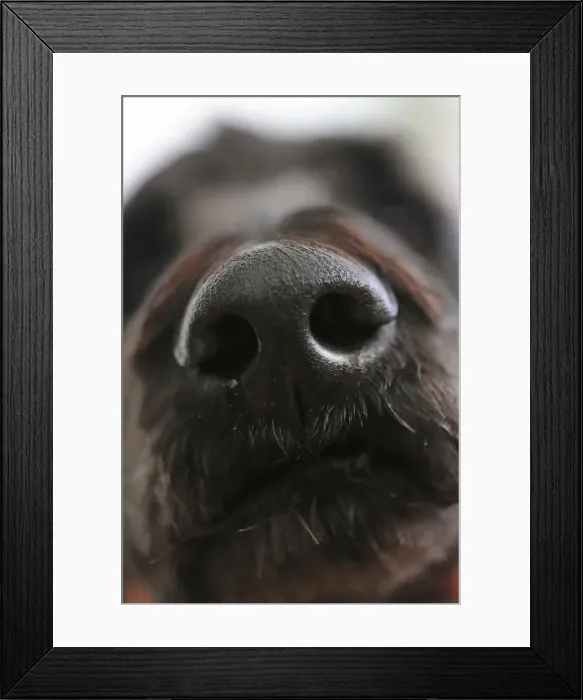 Framed Print : Dogs nose, King Poodle
