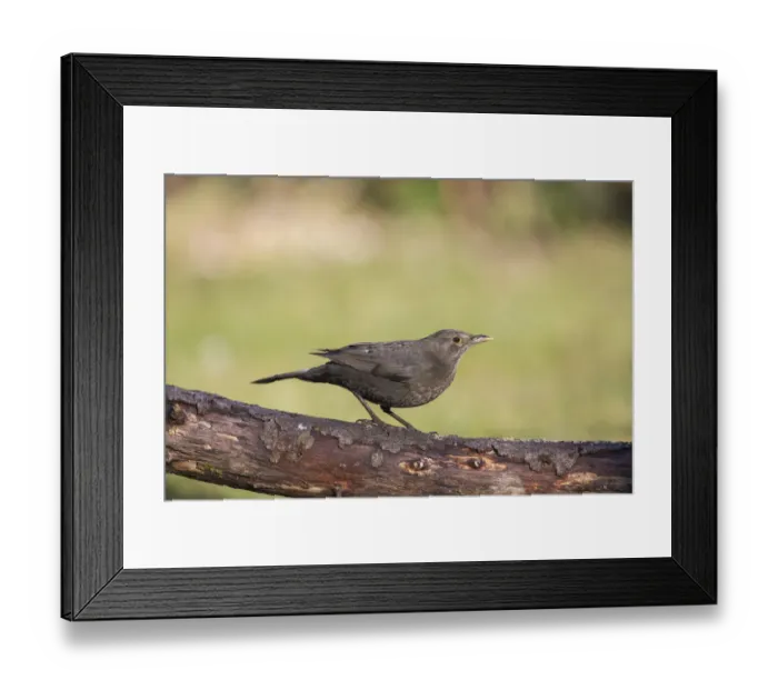 Framed Print : Blackbird -Turdus merula-, Tyrol, Austria Framed Print : Blackbird -Turdus merula-, Tyrol, Austria