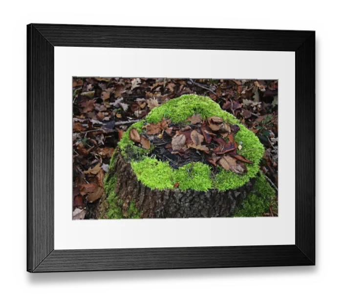 Framed Print : Stump with moss and leaves Framed Print : Stump with moss and leaves