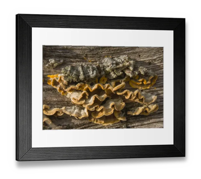 Framed Print : Hairy Curtain Crust -Stereum hirsutum-, Thuringia, Germany Framed Print : Hairy Curtain Crust -Stereum hirsutum-, Thuringia, Germany