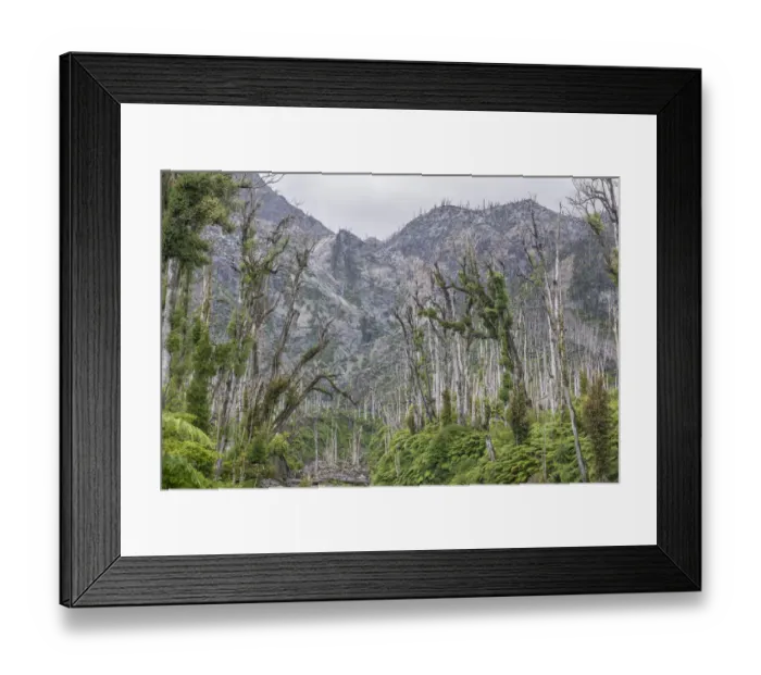 Framed Print : Destroyed forest by the outbreak of the Chaiten volcano, near Puente los Gigios, Pumalin Park, Chaiten, Los Lagos Region, Chile Framed Print : Destroyed forest by the outbreak of the Chaiten volcano, near Puente los Gigios, Pumalin Park, Chaiten, Los Lagos Region, Chile