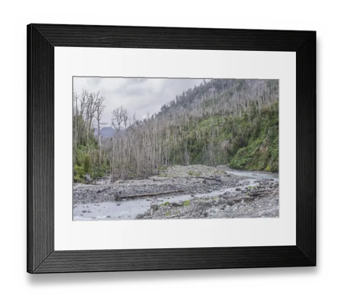 Framed Print : Destroyed forest by the outbreak of the Chaiten volcano, near Puente los Gigios, Pumalin Park, Chaiten, Los Lagos Region, Chile Framed Print : Destroyed forest by the outbreak of the Chaiten volcano, near Puente los Gigios, Pumalin Park, Chaiten, Los Lagos Region, Chile