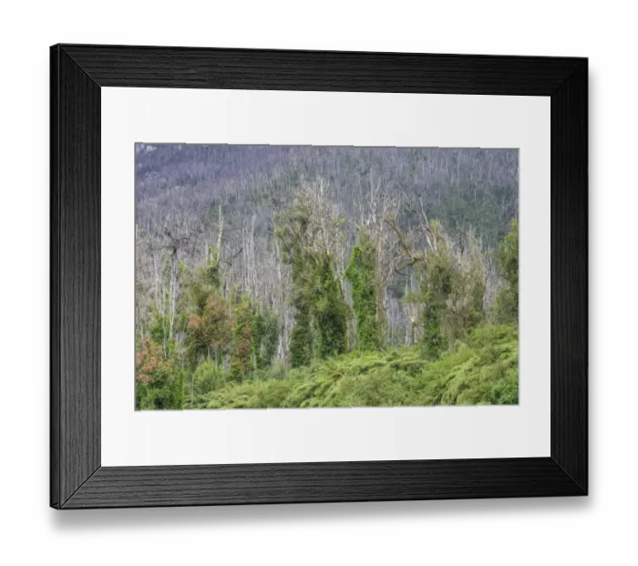 Framed Print : Destroyed forest by the outbreak of the Chaiten volcano, near Puente los Gigios, Pumalin Park, Chaiten, Los Lagos Region, Chile
