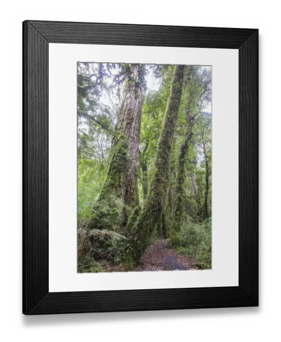 Framed Print : Patagonian Cypress, Chilean False Larch or Alerce -Fitzroya cupressoides-, Pumalin Park, Chaiten, Los Lagos Region, Chile Framed Print : Patagonian Cypress, Chilean False Larch or Alerce -Fitzroya cupressoides-, Pumalin Park, Chaiten, Los Lagos Region, Chile