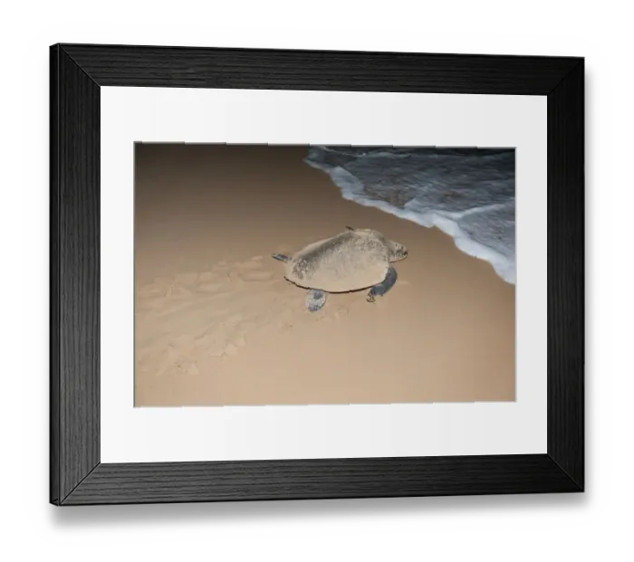 Framed Print : Hawksbill sea turtle -Eretmochelys imbricata- leaving the beach after having laid its eggs, at night, tracks in the sand, Bentota Beach, Indian Ocean, Uda Walawe Reservoir, Southern Province, Sri Lanka