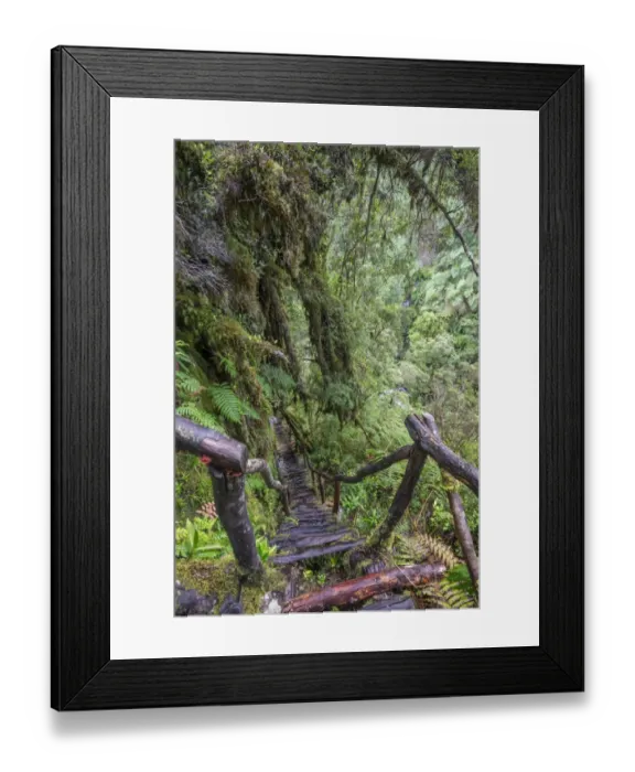 Framed Print : Hiking trail through the cold rain forest to the Cascadas Bajas, Pumalin Park, Chaiten, Los Lagos Region, Chile Framed Print : Hiking trail through the cold rain forest to the Cascadas Bajas, Pumalin Park, Chaiten, Los Lagos Region, Chile