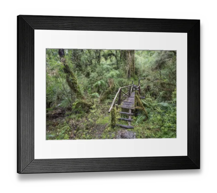 Framed Print : Hiking trail through the cold rain forest to the Cascadas Bajas, Pumalin Park, Chaiten, Los Lagos Region, Chile Framed Print : Hiking trail through the cold rain forest to the Cascadas Bajas, Pumalin Park, Chaiten, Los Lagos Region, Chile
