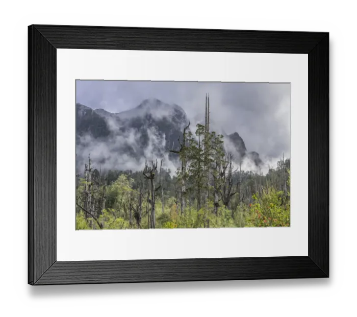 Framed Print : Dead trees in front of mountains with fresh snow, Pumalin Park, Chaiten, Los Lagos Region, Chile Framed Print : Dead trees in front of mountains with fresh snow, Pumalin Park, Chaiten, Los Lagos Region, Chile