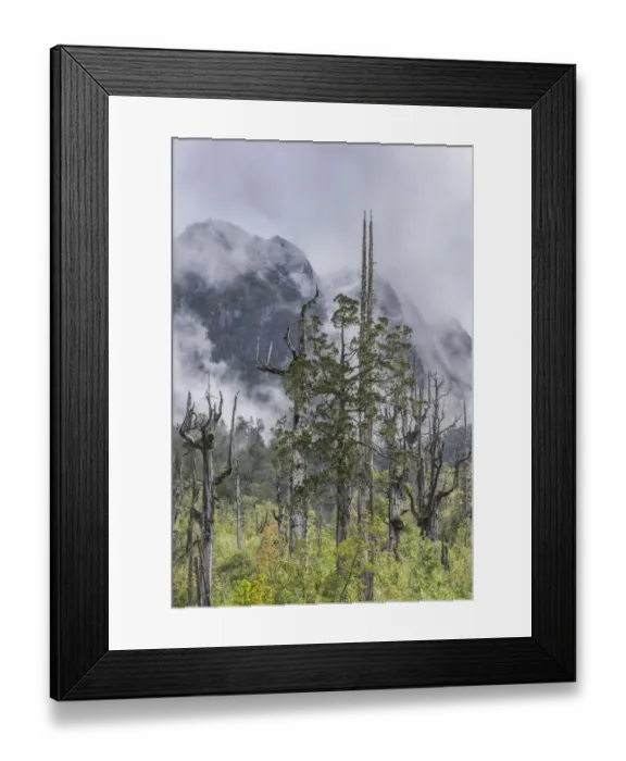 Framed Print : Dead trees in front of mountains with fresh snow, Pumalin Park, Chaiten, Los Lagos Region, Chile Framed Print : Dead trees in front of mountains with fresh snow, Pumalin Park, Chaiten, Los Lagos Region, Chile