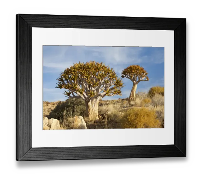 Framed Print : Quiver Trees -Aloe dichotoma-, ?Namib-Naukluft National Park ?, Namibia