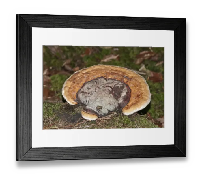 Framed Print : Red Banded Polypore -Fomitopsis pinicola-, Untergroningen, Abtsgmuend, Baden-Wurttemberg, Germany