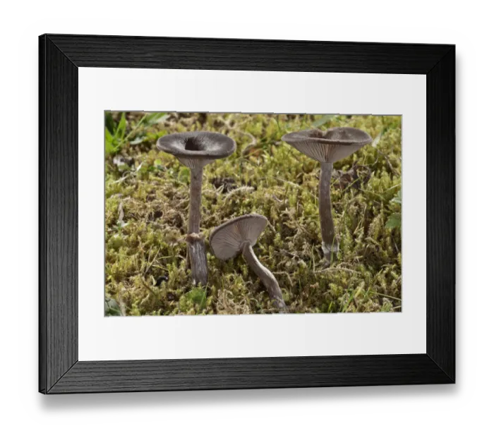 Framed Print : Coffee-brown Goblet Funnel Cap -Pseudoclitocybe cyathiformis-, Untergroningen, Abtsgmuend, Baden-Wurttemberg, Germany Framed Print : Coffee-brown Goblet Funnel Cap -Pseudoclitocybe cyathiformis-, Untergroningen, Abtsgmuend, Baden-Wurttemberg, Germany