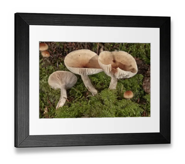 Framed Print : Funnel Cap -Clitocybe costata-, Untergroningen, Abtsgmuend, Baden-Wurttemberg, Germany Framed Print : Funnel Cap -Clitocybe costata-, Untergroningen, Abtsgmuend, Baden-Wurttemberg, Germany