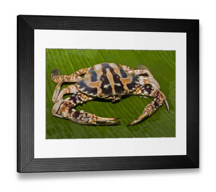 Framed Print : Blue swimmer crab -Portunus pelagicus-, on a banana leaf Framed Print : Blue swimmer crab -Portunus pelagicus-, on a banana leaf