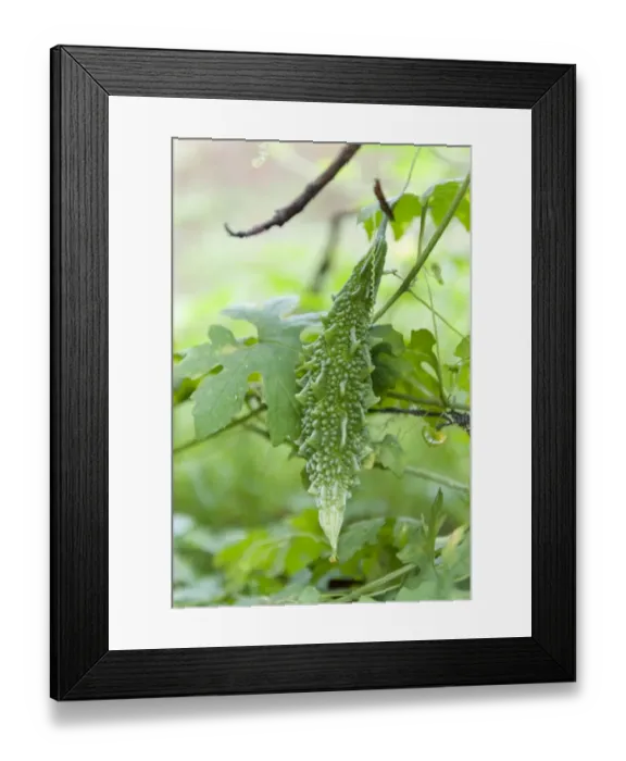Framed Print : Bitter melon -Momordica charantia-, fruit and leaves, Kuda Oya, Sri Lanka Framed Print : Bitter melon -Momordica charantia-, fruit and leaves, Kuda Oya, Sri Lanka
