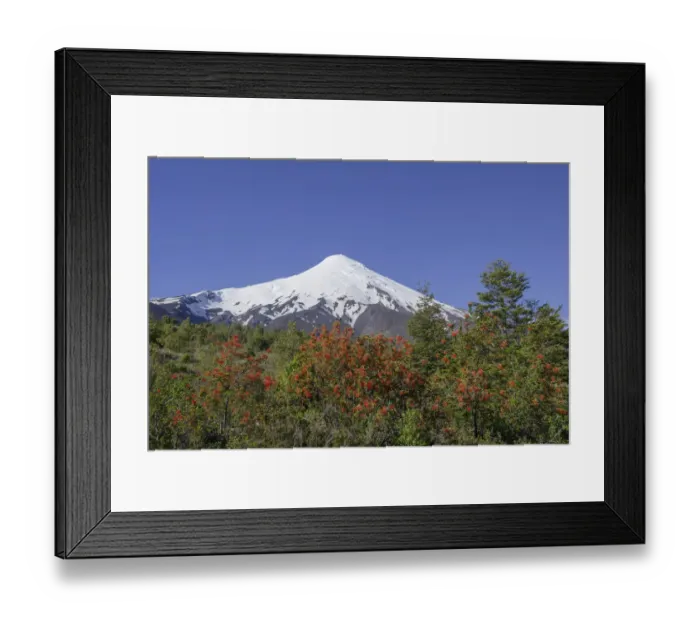 Framed Print : Osorno volcano, at the front a Chilean Firebush, also Notro or Ciruelillo -Embothrium coccineum-, Puerto Varas, Los Lagos Region, Chile Framed Print : Osorno volcano, at the front a Chilean Firebush, also Notro or Ciruelillo -Embothrium coccineum-, Puerto Varas, Los Lagos Region, Chile
