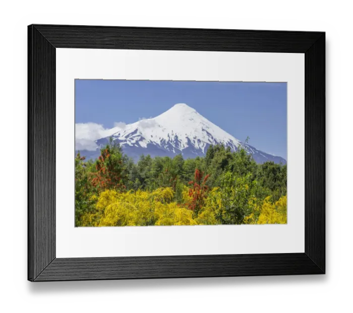 Framed Print : Osorno volcano, at the front a Chilean Firebush, also Notro or Ciruelillo -Embothrium coccineum-, Puerto Varas, Los Lagos Region, Chile Framed Print : Osorno volcano, at the front a Chilean Firebush, also Notro or Ciruelillo -Embothrium coccineum-, Puerto Varas, Los Lagos Region, Chile