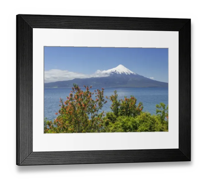 Framed Print : Osorno volcano, at the front a Chilean Firebush, also Notro or Ciruelillo -Embothrium coccineum-, Puerto Varas, Los Lagos Region, Chile Framed Print : Osorno volcano, at the front a Chilean Firebush, also Notro or Ciruelillo -Embothrium coccineum-, Puerto Varas, Los Lagos Region, Chile