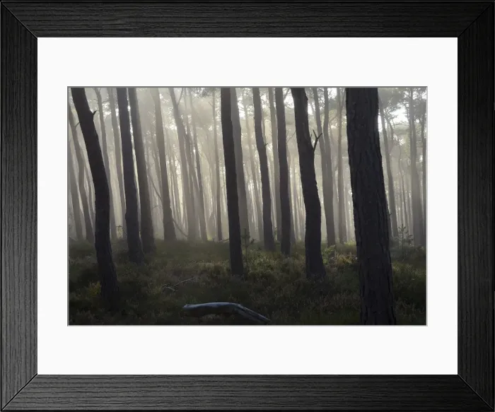 Framed Print : Misty autumn forest with oak trees and pines, Weinbiet, Neustadt an der Weinstrasse, Baden-Wurttemberg, Germany Framed Print : Misty autumn forest with oak trees and pines, Weinbiet, Neustadt an der Weinstrasse, Baden-Wurttemberg, Germany