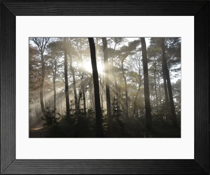 Framed Print : Misty autumn forest, backlit, with oak trees and pines, Weinbiet, Neustadt an der Weinstrasse, Baden-Wurttemberg, Germany Framed Print : Misty autumn forest, backlit, with oak trees and pines, Weinbiet, Neustadt an der Weinstrasse, Baden-Wurttemberg, Germany
