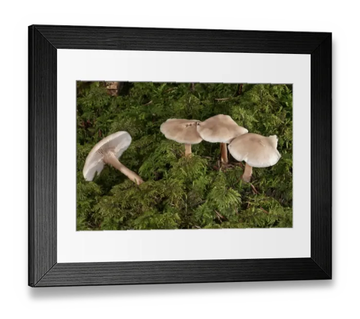 Framed Print : Oak-loving Collybia -Gymnopus dryophilus-, Untergroningen, Abtsgmuend, Baden-Wurttemberg, Germany Framed Print : Oak-loving Collybia -Gymnopus dryophilus-, Untergroningen, Abtsgmuend, Baden-Wurttemberg, Germany