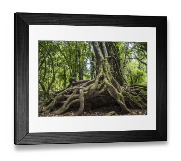 Framed Print : Southern Beech -Nothofagus- with a branched root system, Puyehue National Park, Los Lagos Region, Chile Framed Print : Southern Beech -Nothofagus- with a branched root system, Puyehue National Park, Los Lagos Region, Chile