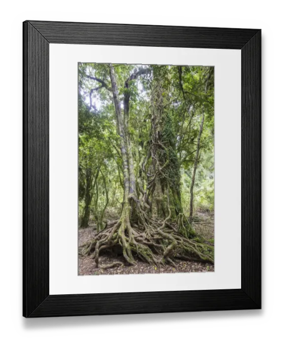 Framed Print : Southern Beech -Nothofagus- with a branched root system, Puyehue National Park, Los Lagos Region, Chile Framed Print : Southern Beech -Nothofagus- with a branched root system, Puyehue National Park, Los Lagos Region, Chile