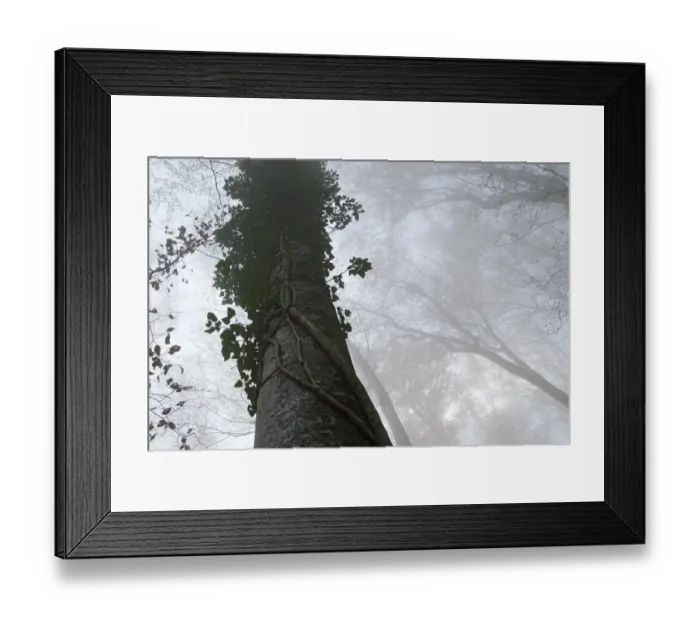 Framed Print : Trunk of a Beech -Fagus sp. -, entwined with a climbing plant Framed Print : Trunk of a Beech -Fagus sp. -, entwined with a climbing plant