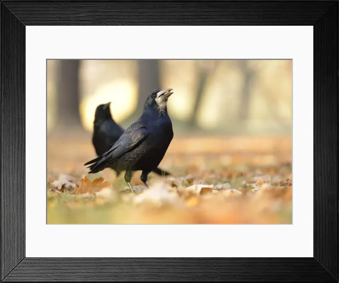 Framed Print : Rook -Corvus frugilegus- with a hazelnut in its beak, on autumn leaves, Leipzig, Saxony, Germany Framed Print : Rook -Corvus frugilegus- with a hazelnut in its beak, on autumn leaves, Leipzig, Saxony, Germany