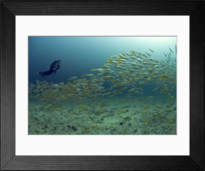 Framed Print : Scuba diver with a school of Yellowtail Snapper -Ocyurus chrysurus-, Gulf of Oman, Oman