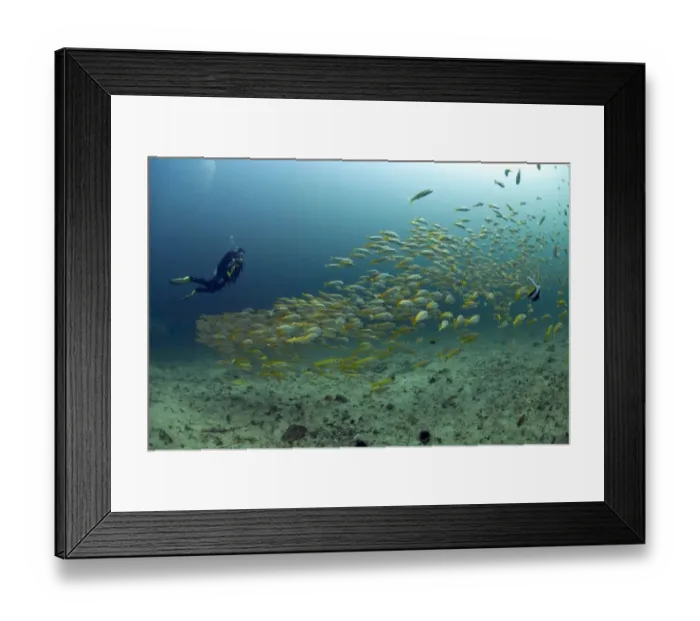 Framed Print : Scuba diver with a school of Yellowtail Snapper -Ocyurus chrysurus-, Gulf of Oman, Oman Framed Print : Scuba diver with a school of Yellowtail Snapper -Ocyurus chrysurus-, Gulf of Oman, Oman