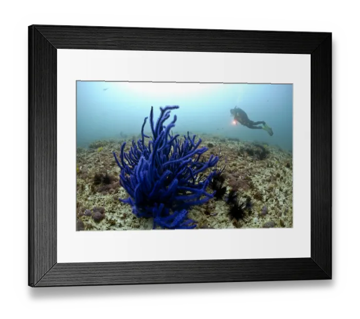 Framed Print : Scuba diver and Soft Coral -Alcyonacea-, Gulf of Oman, Oman Framed Print : Scuba diver and Soft Coral -Alcyonacea-, Gulf of Oman, Oman